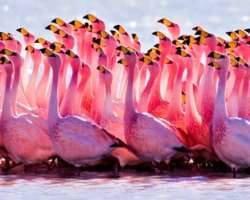 Various migrating birds like storks, ducks, pink flamingoes, and geese make nests at the place.